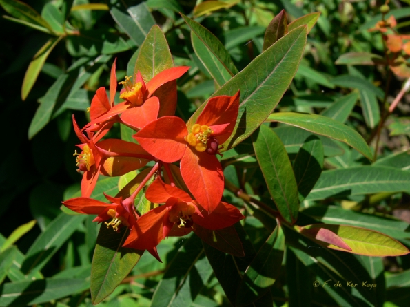 Bois des Moutiers (80) Juin 2012